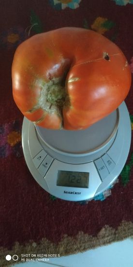 Poza cu Rasaduri de rosie inima de bou rosu