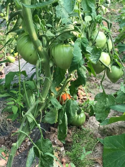 Poza cu Rasaduri de rosie inima de bou roz