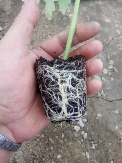 Poza cu Rasaduri de rosie inima de bou roz
