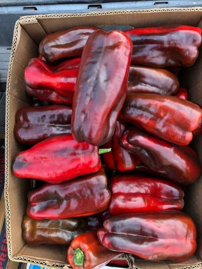 Poza cu Rasaduri de Ardei Kapia Urias 133-414 F1