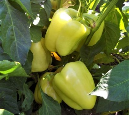 Rasaduri de Ardei Gras Galben Daciana F1