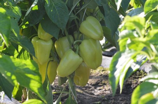 Poza cu Rasaduri de Ardei Gras Galben Daciana F1