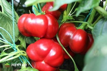 Poza cu Rasaduri de Gogosar Traian