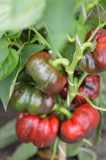 Poza cu Rasaduri de Gogosar Traian