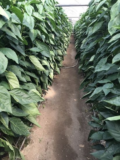 Poza cu Rasaduri de Gogosar Traian