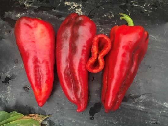 Poza cu Rasaduri de Ardei rosu lung Napoca F1