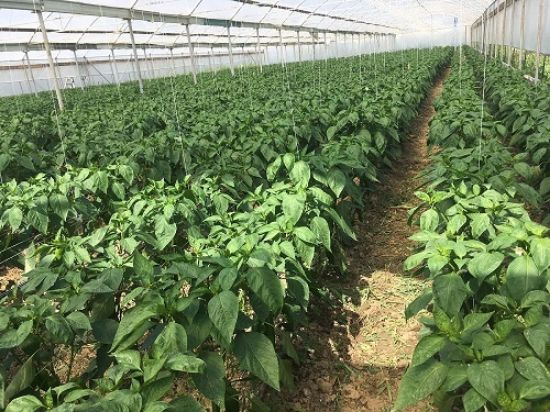 Poza cu Rasaduri de Ardei rosu lung Napoca F1