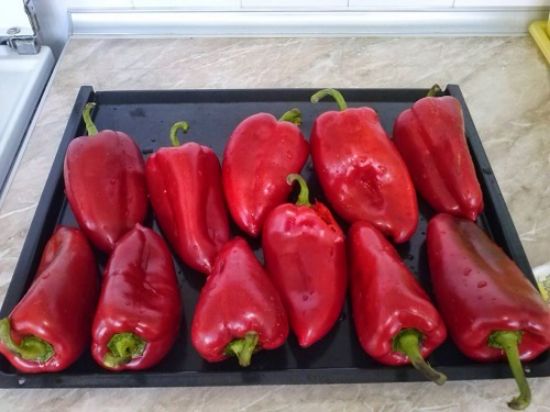 Poza cu Rasaduri de Ardei Kapia  - ureche de elefant Slonovo Uvo