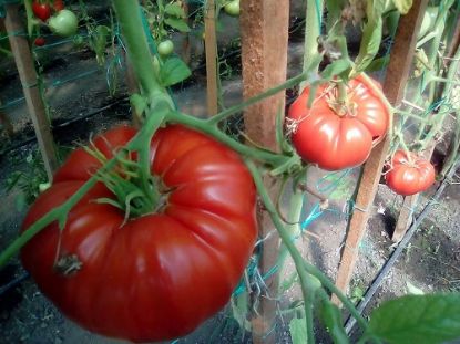 Rasaduri de Rosii " Rosia bunicii "