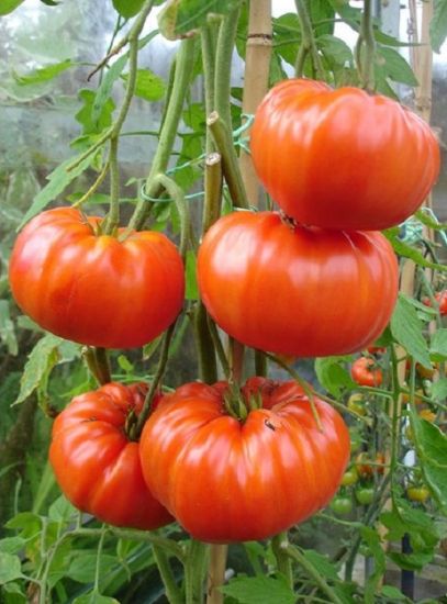 Poza cu Rasaduri de Rosii " Rosia bunicii "