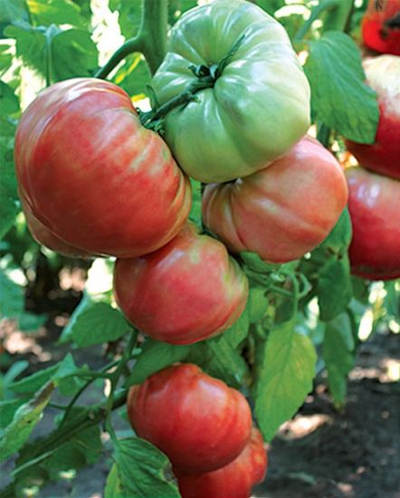 Poza cu Rasaduri de Rosii " Rosia bunicii "
