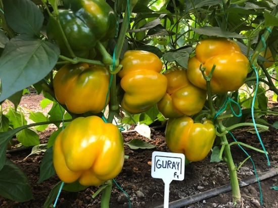 Poza cu Rasaduri de Ardei gras portocaliu Guray F1