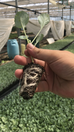 Poza cu Rasaduri de Varza extratimpurie Jetma F1