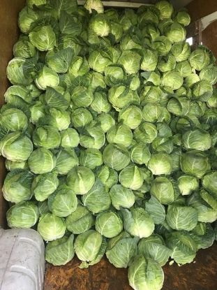 Rasaduri de Varza extratimpurie Jetma F1