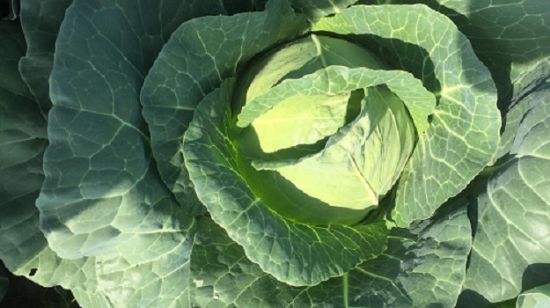 Poza cu Rasaduri de Varza extratimpurie Jetma F1