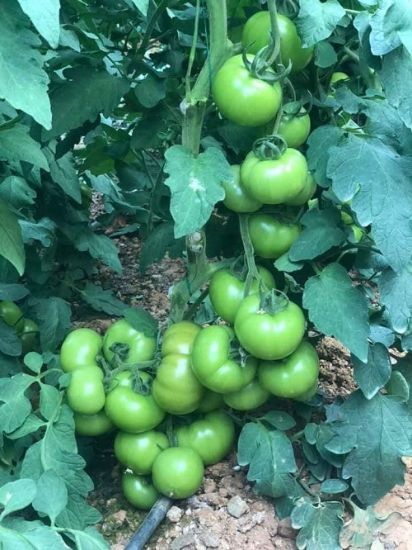 Poza cu Seminte de rosii Ozkan F1