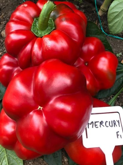 Poza cu Seminte de gogosar Mercury F1