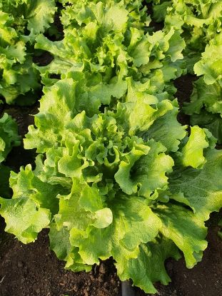 Seminte de salata Fiyonk drajate