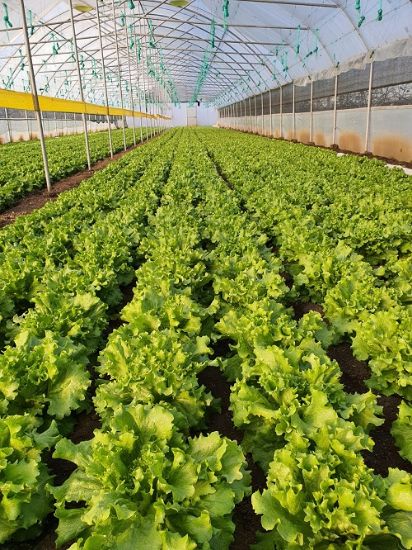 Poza cu Rasaduri de Salata Verde Creata Fiyonk F1
