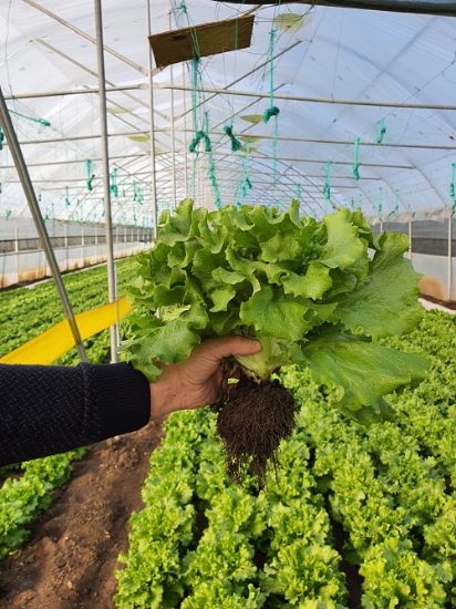 Poza cu Rasaduri de Salata Verde Creata Fiyonk F1