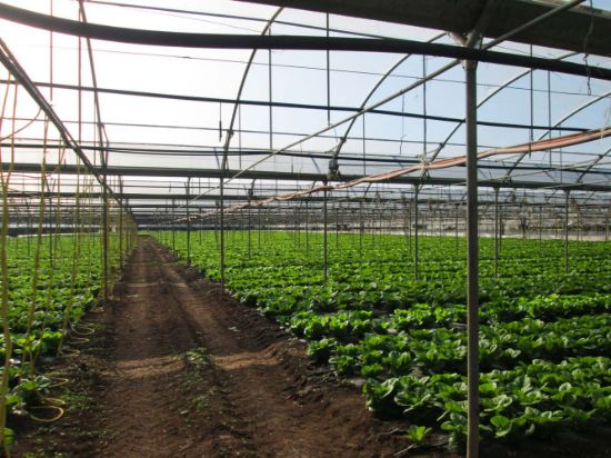 Poza cu Folie pentru solar 180 microni Pati Italia