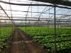 Poza cu Folie pentru solar 180 microni Pati Italia