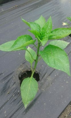 Rasaduri de gogosari  Zeleni