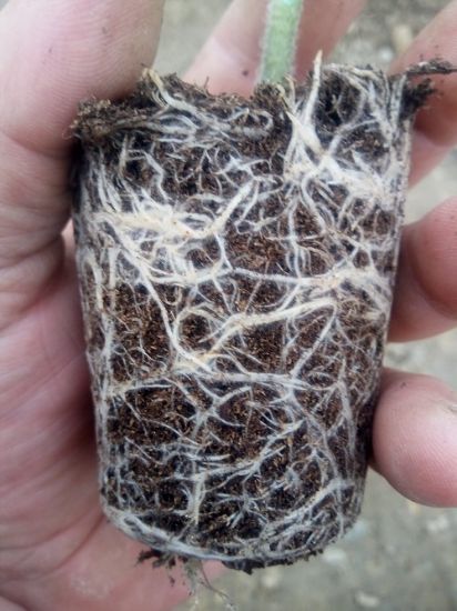 Poza cu Rasaduri de gogosari  Zeleni