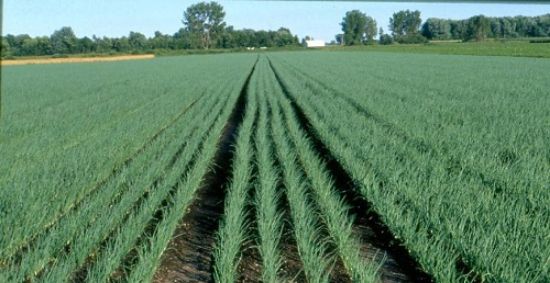 Poza cu Rasaduri de ceapa verde