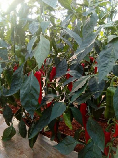 Poza cu Rasaduri de Kapia Kaptur  in alveole de 70