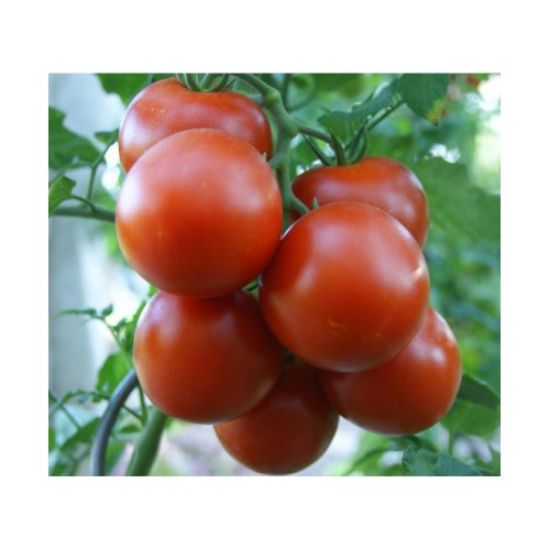 Poza cu Rasaduri de rosii Cristal F1