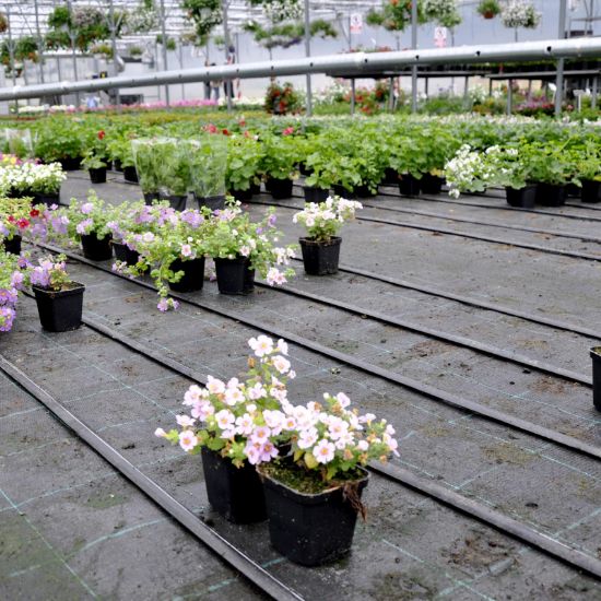 Poza cu Agrotextil GeoTerra 100 gr/mp