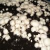 Poza cu Folie albă-neagră 5010 Plastika Kritis
