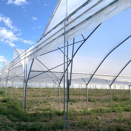 Poza cu FOLIE PLASTIKA KRITIS 3809 UV- DIFUZA PREMIUM, EVA 16m