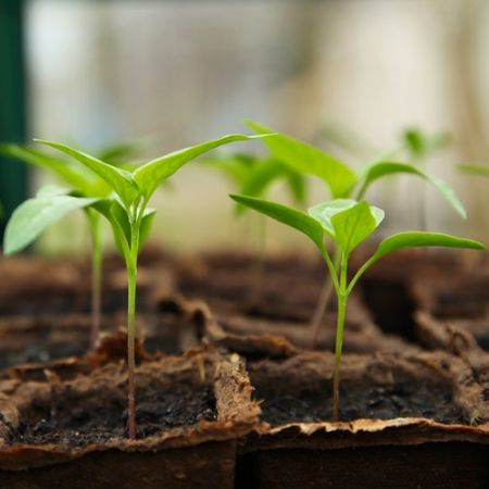 Poza pentru categoria Rasaduri de legume