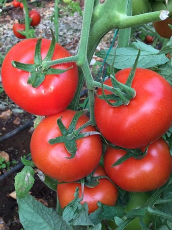 Rasaduri De Legume Rosii Varza Castraveti Ardei